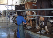 Milking at the Walton farm