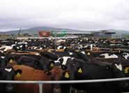 Herd of RFID-tagged cows