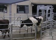 Drafting cows with Protrack and RFID