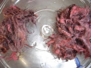 Dyed possum fur Dyed possum fur