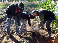 Students digging up Māori potatoes at Parewahawaha