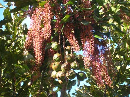 Macadamia nut blossums