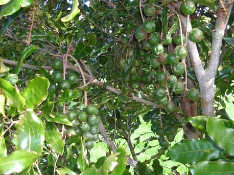 Macadamia nuts