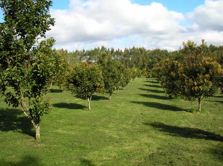 Our Orchard