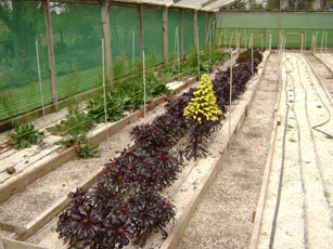 hydroponic growing beds