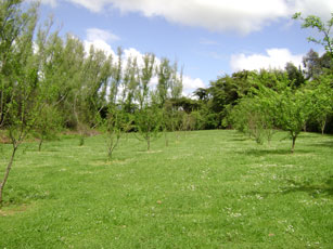 fruit trees