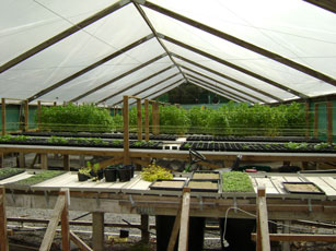 inside plastic house