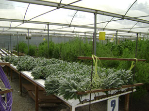 inside plastic house