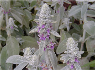 Lambs Ear