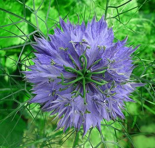 nigella