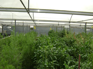 hydroponic flowers