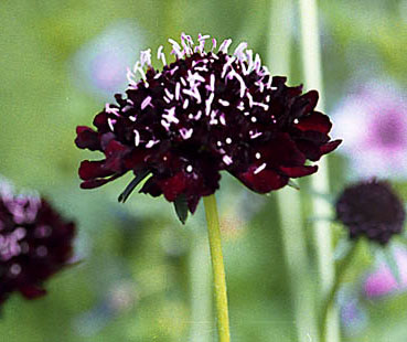 scabiosa