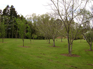 chest nut trees
