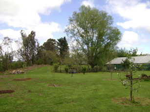 lawn and willow tree