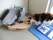 A cat eating from Owen's cat feeder
