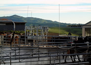 Cows pass through the drafting system