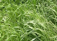 New pasture species with AR37 endophyte