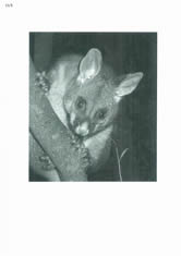 Product and possum photographs