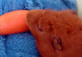 Guinea pig hutch image