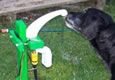 The Water Dog image